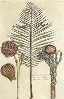 Tropical Plant_1 (India Palm) by Pierre-Joseph Bucʻhoz (1731-1807)