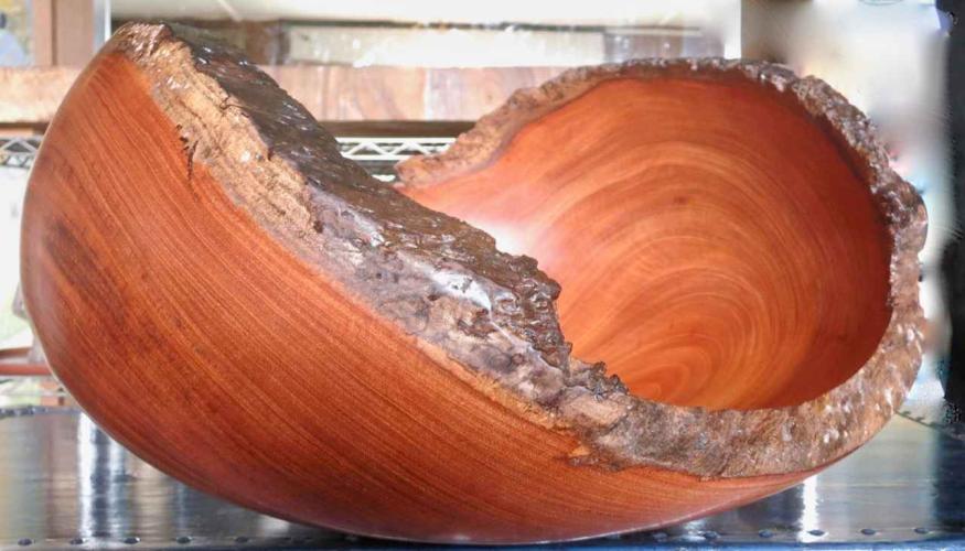 Norfolk Pine with Burned Edge_HWG2019 by Aaron Hammer
