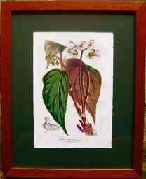 Begonia Rubro-Venia by J. Linden