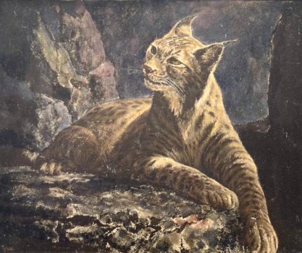 Canadian Lynx by Madge Tennent (1889-1972)