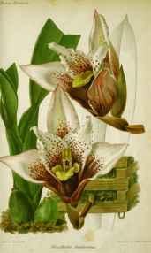 Maxillaria Sanderiana by J. Linden