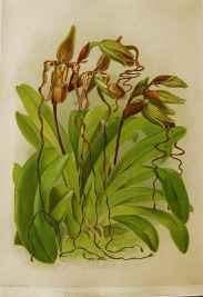 Reichenbachia: Cypripedium Sanderianum by H.G. Moon (1857-1905)