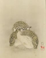 Japanese Quails by Unknown Unknown