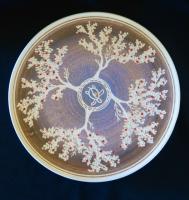 Ohia 4-Tree Carved Plate, brown by Birgitta Frazier