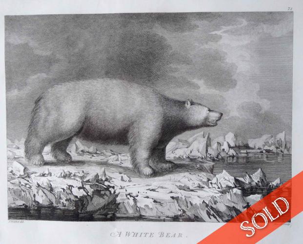 A White Bear by John Webber (1752-1793)