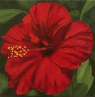 Red Hibiscus by Terry Field
