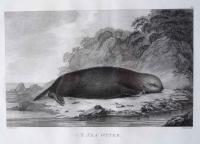 A Sea Otter by John Webber