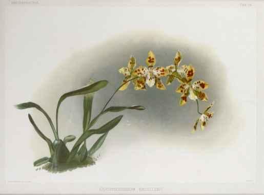 Reichenbachia: Odontoglossum Excellens by H.G. Moon (1857-1905)