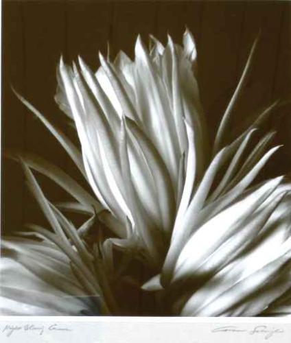 Night Blooming Cereus by Frances Salmoiraghi
