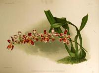 Reichenbachia: Odontoglossum (Hybridum) Leroyanum by H.G. Moon (1857-1905)